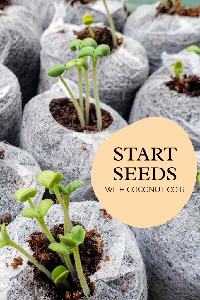 Seeds sprouting from coconut coir pods with text that says: Start seeds with coconut coir